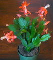 holiday cacti